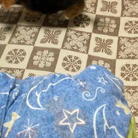 シャンプー後の画像