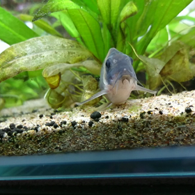 ひらたすらぼっ～っとしてるなまずの動画の画像