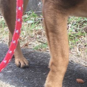 うんこさんの画像