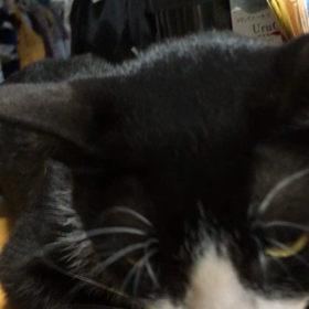 トットの男だ❗男だ❗わっしょい❗わっしょい❗の画像