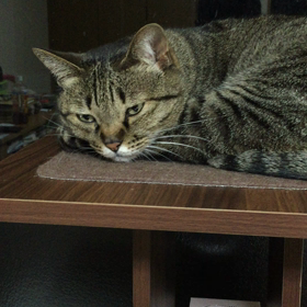 すぅちん、ただいまの画像