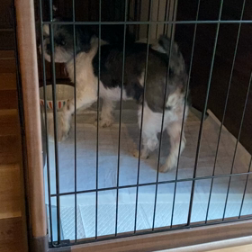 オレオ譲渡会お知らせの画像