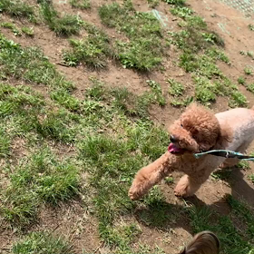 4月28日13わんこ14わんこと1時間遠足  代々木公園の画像