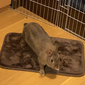 跳ねるウサギの画像