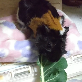 ブロッコリン❤️の画像