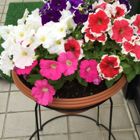 きれいです。の画像