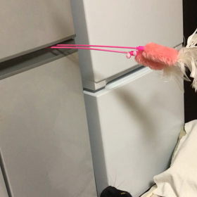 くーちゃんの画像