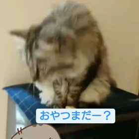 雷こわいルーシーの画像