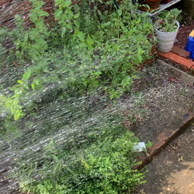 おはようございます。熱中症厳重注意。の画像