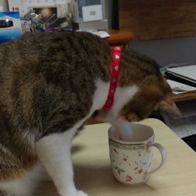 ネコと氷の画像