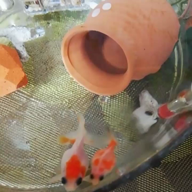 朝から元気でーすの画像