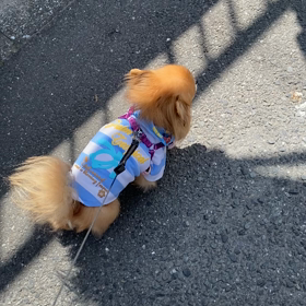 お散歩〜2の画像