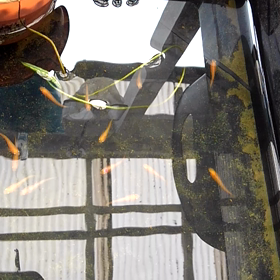 痩せてる楊貴妃の画像