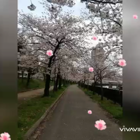 桜満開ですねの画像