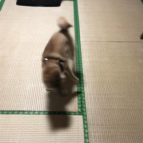 ワンコのうんこの画像