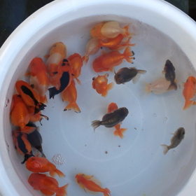 おはようございます。の画像