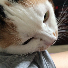 着たまま齧られたの画像