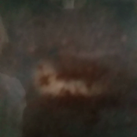 タランドゥスの画像