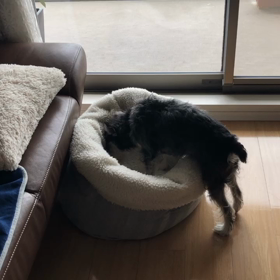 わんダメの秘密の画像