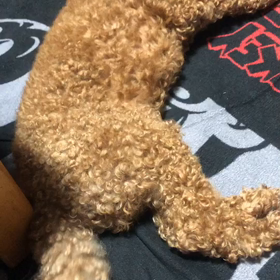 弾くことの画像