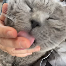 メノッチの画像