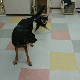 黒柴アンジュちゃん(*^^*)の画像