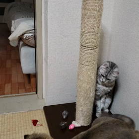 冷房始めましたの画像