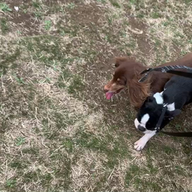 3月7日9わんこと2時間遠足　　代々木公園の画像