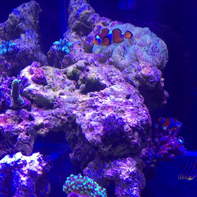 シマヤッコ！！の画像