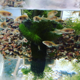 エサくれくれダンスの画像