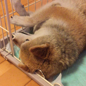 ごろーんの画像