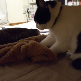 動画 de メルのふみふみの 画像