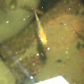 こんばんは〜❗️の画像