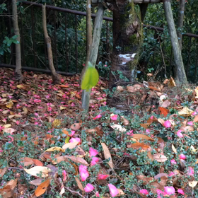 葉っぱがクルクルの画像