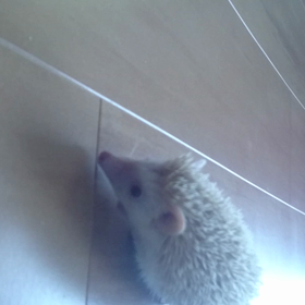 ＃ハリネズミ琥棗～初めての部屋んぽ＃の画像