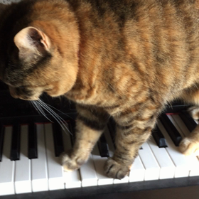 猫ふんじゃったの画像