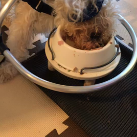 かりんくんの画像