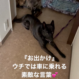 『お出かけ』それは素敵な言葉！の画像