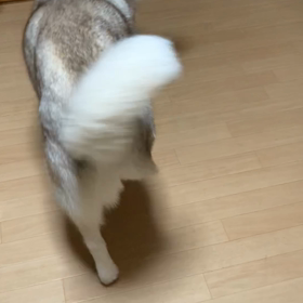 寝ながら笑う犬。(笑いながら怒る人的な)の画像