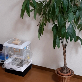 小鳥さん、葉っぱにとまるの画像