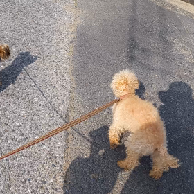 16歳6ヵ月の散歩の画像