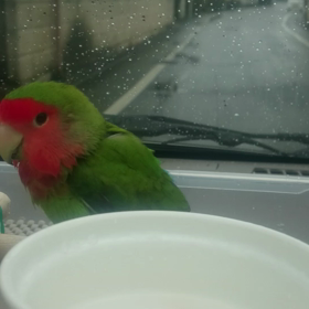 今朝の水浴びの画像