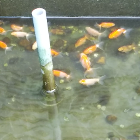 土佐錦当歳の画像