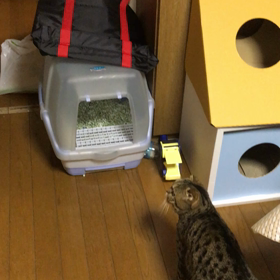 我が家の笑わせ猫の画像