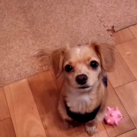 パンが入ってる！の画像