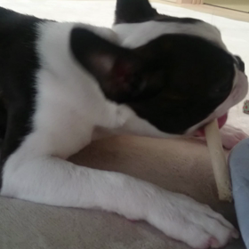 ジタバタの画像