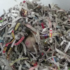 ジェントルハムの画像