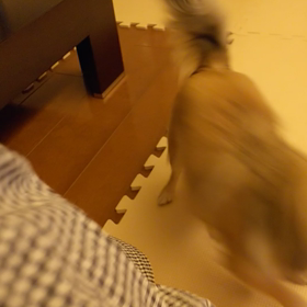 コタロさん 元気になりましたの画像