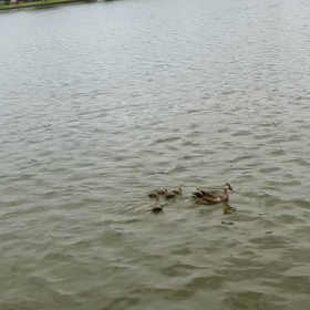 カルガモの赤ちゃんとお母さん。動画。の画像