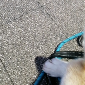 ますます暖かい✨☀️✨明るい朝❗未来丸＼(^o^)／ますます可愛い❤️珍しく散歩スタート直後、の画像